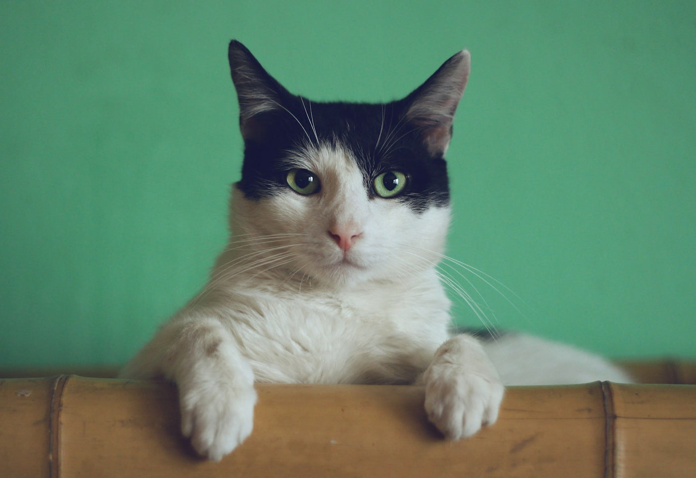 Katten