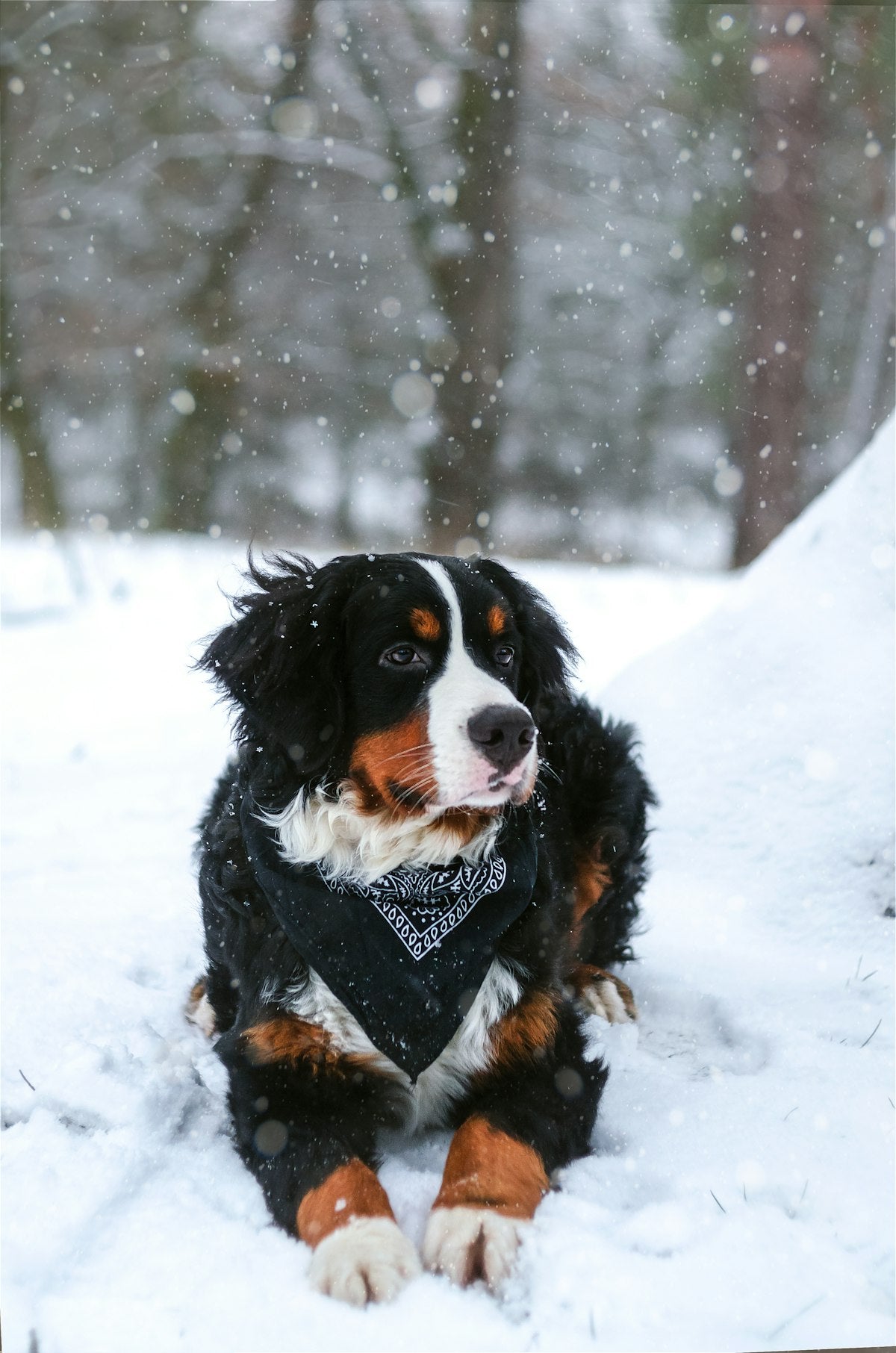 Honden