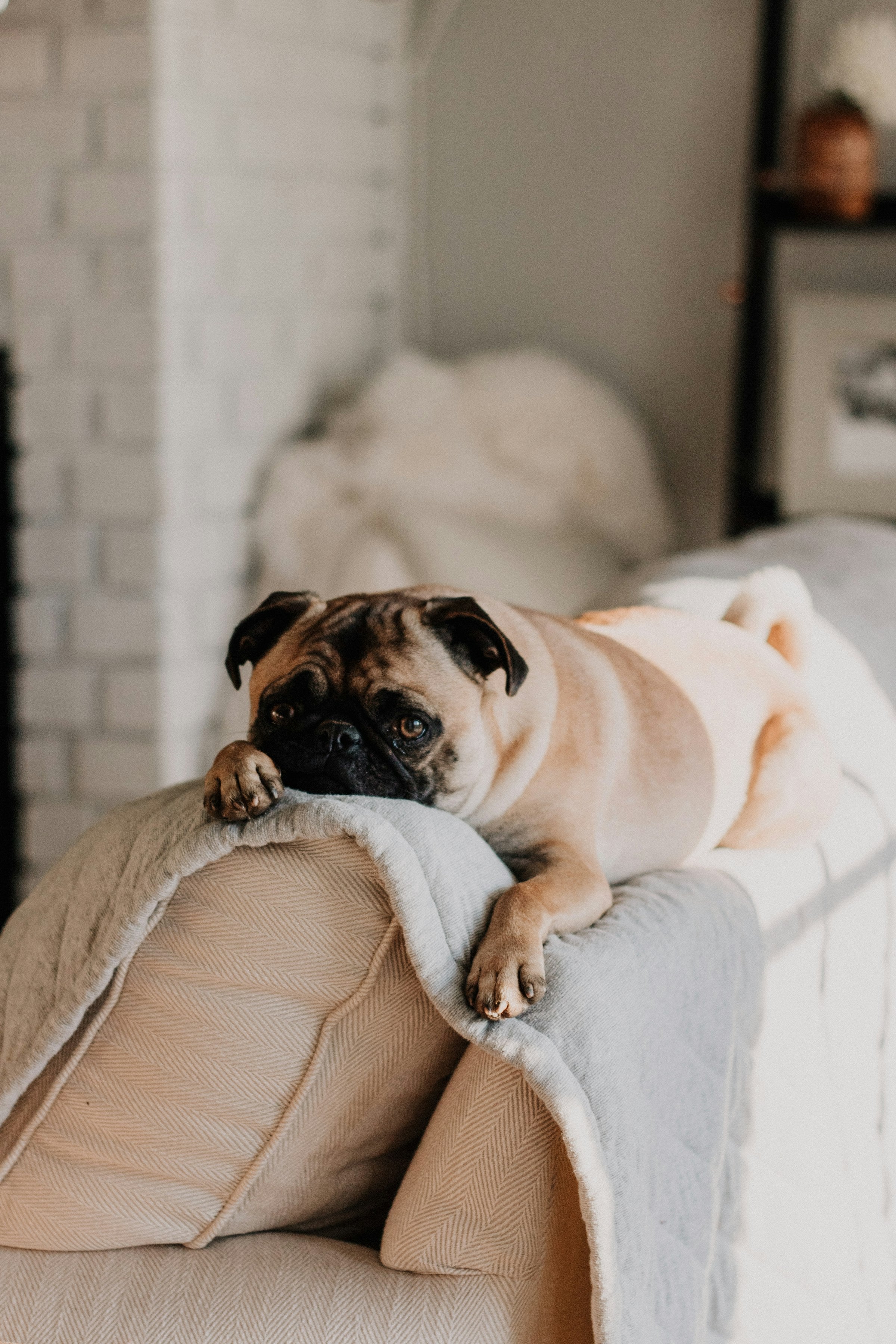 Dog relaxing at home on the couch